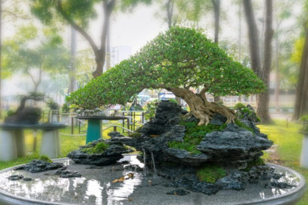 Taman dengan tanaman bonsai dan batu karang